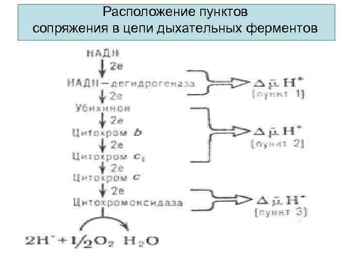 Расположите пункты. Биологическое окисление дыхательная цепь. Пункты сопряжения в дыхательной цепи. Схема пунктов сопряжения в дыхательной цепи. Цепочка биологического окисления.