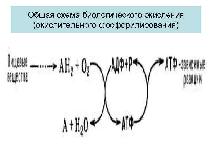 Современная схема биологического окисления