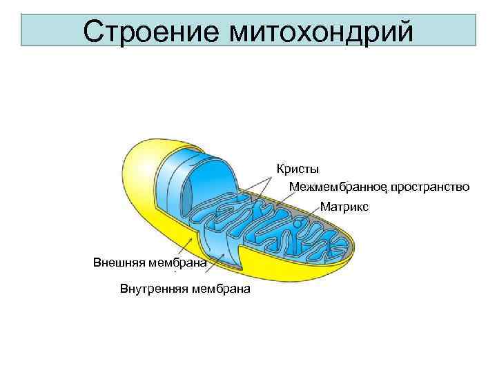 Строение митохондрий Кристы ы Межмембранное пространство ММежмембранное Матрикс В Внешняя мембрана Внутренняя мембрана 