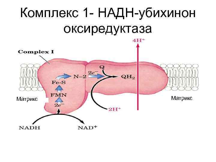 Комплекс 1 - НАДН-убихинон оксиредуктаза Матрикс с Матрикс 