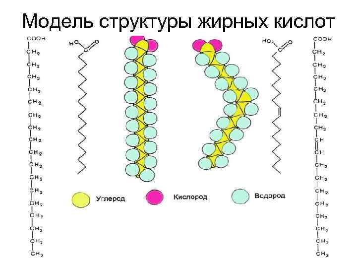 Модель структуры жирных кислот 