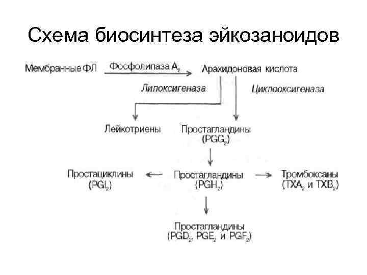 Схема биосинтеза эйкозаноидов 