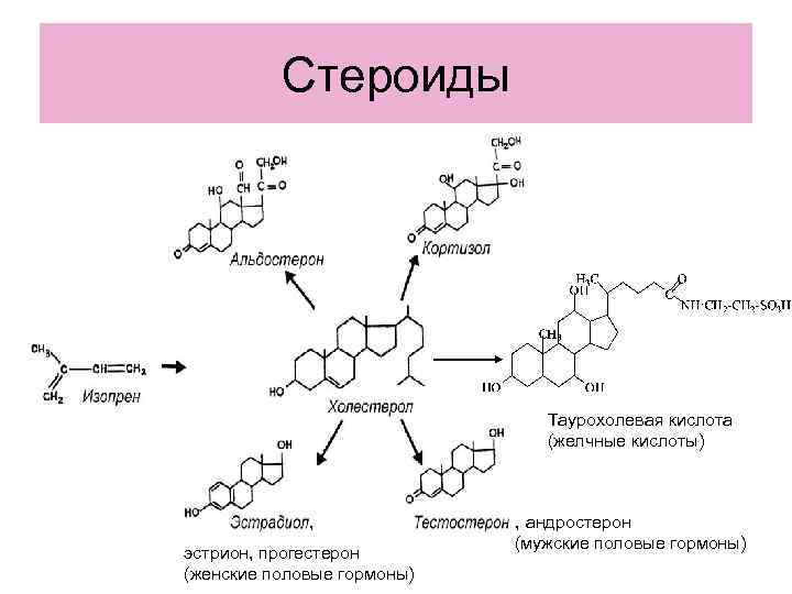 Стероиды Таурохолевая кислота (желчные кислоты) , эстрион, прогестерон (женские половые гормоны) , андростерон (мужские