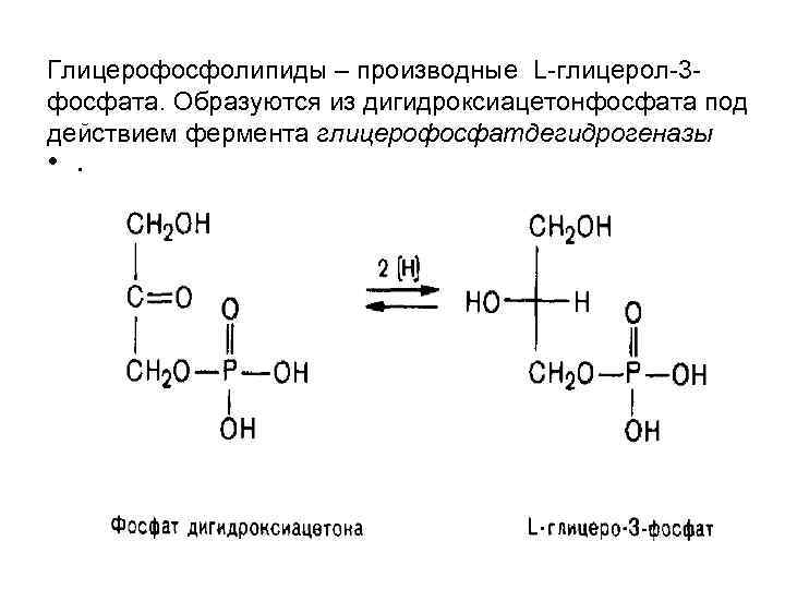 Глицерофосфолипиды – производные L-глицерол-3 фосфата. Образуются из дигидроксиацетонфосфата под действием фермента глицерофосфатдегидрогеназы • .