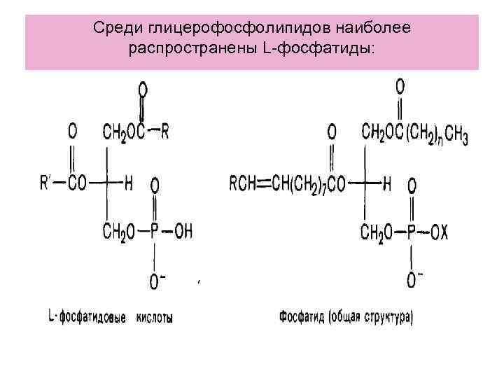 Среди глицерофосфолипидов наиболее распространены L-фосфатиды: 