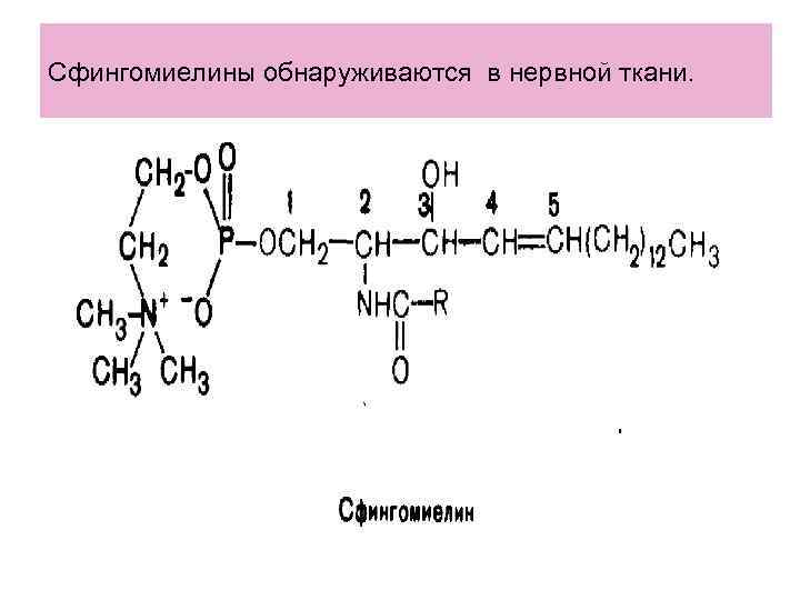 Сфингомиелины обнаруживаются в нервной ткани. 