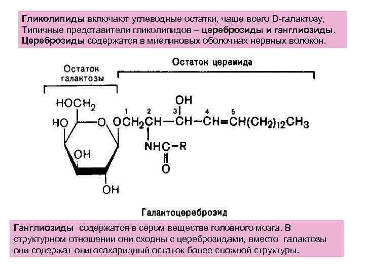 Гликолипиды включают углеводные остатки, чаще всего D-галактозу, Типичные представители гликолипидов – цереброзиды и ганглиозиды.