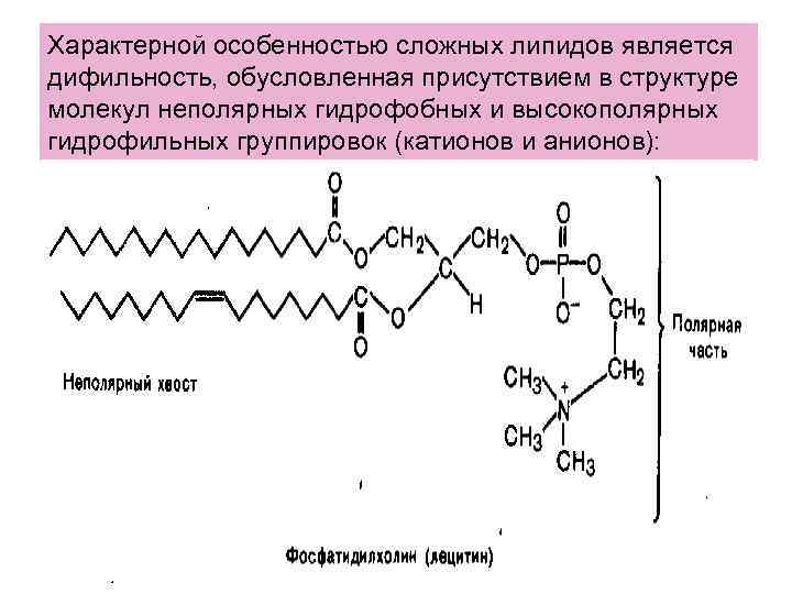 Характерной особенностью сложных липидов является дифильность, обусловленная присутствием в структуре молекул неполярных гидрофобных и