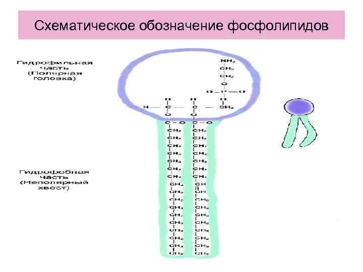 Схематическое обозначение фосфолипидов 