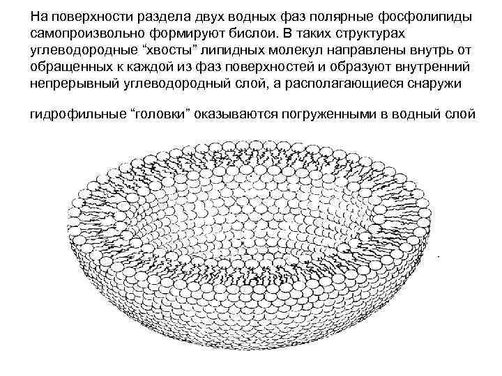 На поверхности раздела двух водных фаз полярные фосфолипиды самопроизвольно формируют бислои. В таких структурах