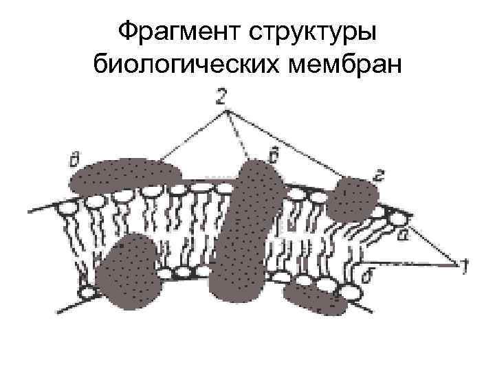 Фрагмент структуры биологических мембран 