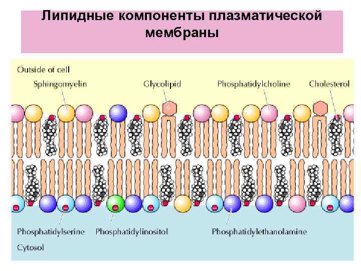 Липидные компоненты плазматической мембраны 