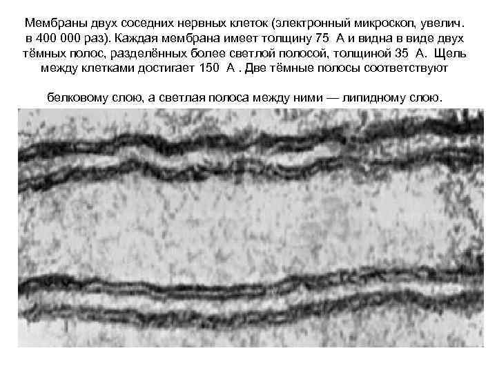 Мембраны двух соседних нервных клеток (электронный микроскоп, увелич. в 400 000 раз). Каждая мембрана