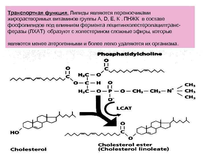 Транспортная функция. Липиды являются переносчиками жирорастворимых витаминов группы А, D, Е, К. ПНЖК в