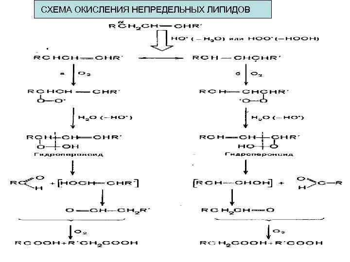 СХЕМА ОКИСЛЕНИЯ НЕПРЕДЕЛЬНЫХ ЛИПИДОВ · 