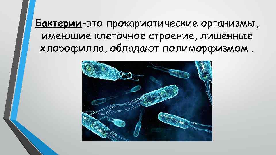 Бактерии-это прокариотические организмы, имеющие клеточное строение, лишённые хлорофилла, обладают полиморфизмом. 