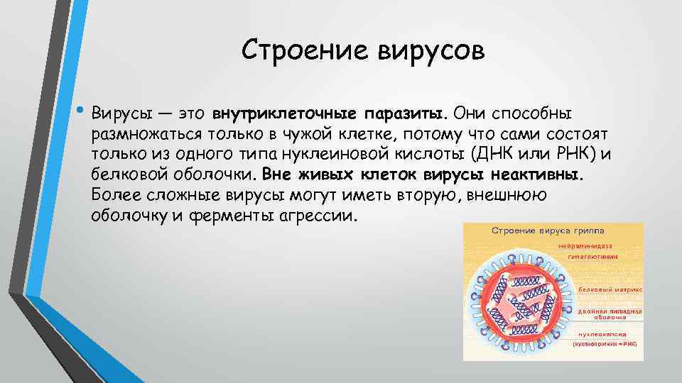 Строение вирусов • Вирусы — это внутриклеточные паразиты. Они способны размножаться только в чужой