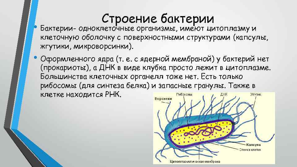 Строение бактерии • Бактерии- одноклеточные организмы, имеют цитоплазму и клеточную оболочку с поверхностными структурами