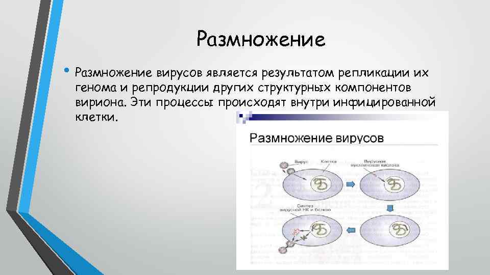 Размножение • Размножение вирусов является результатом репликации их генома и репродукции других структурных компонентов