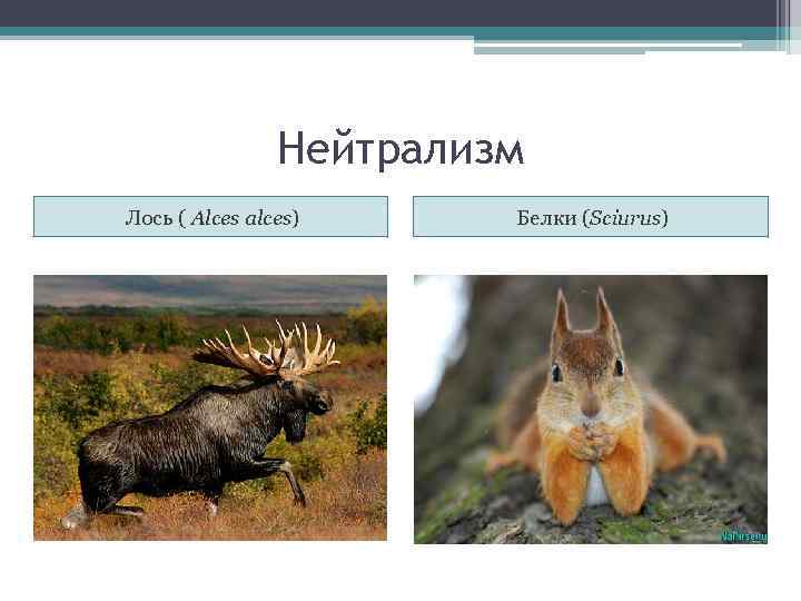 Нейтрализм Лось ( Alces alces) Белки (Sciurus) 