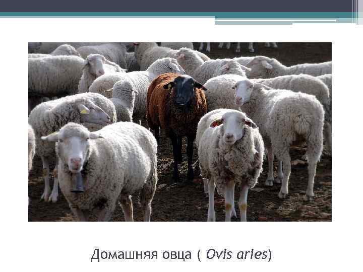 Домашняя овца ( Ovis aries) 