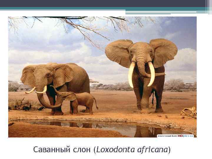 Саванный слон (Loxodonta africana) 