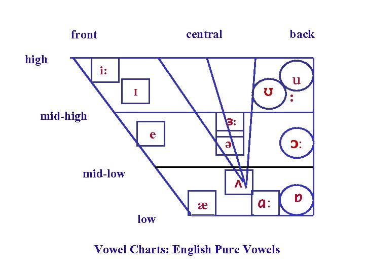 central front high back i: ʊ I mid-high : з: e ɔ: ə mid-low