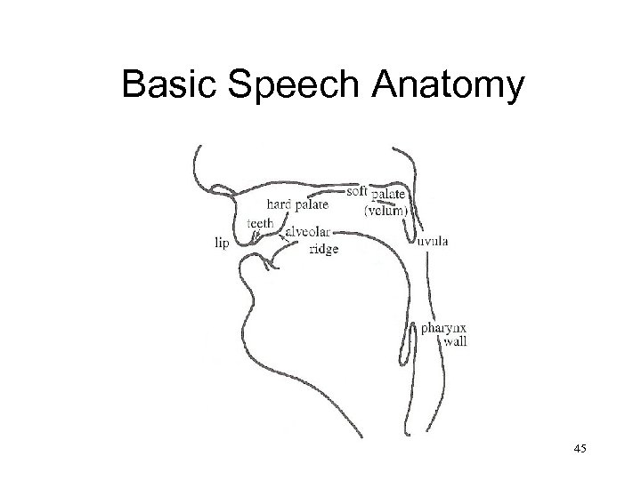Basic Speech Anatomy 45 
