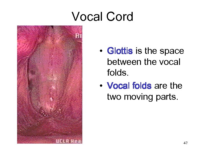 Vocal Cord • Glottis is the space between the vocal folds. • Vocal folds