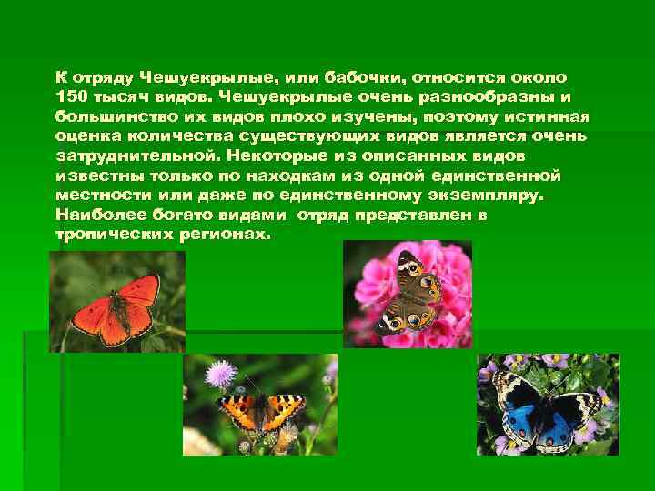 Бабочки относятся к группе. Отряд чешуекрылые бабочки. Отряд чешуекрылые или бабочки представители. Чешуекрылые общая характеристика. Чешуекрылые насекомые характеристика.