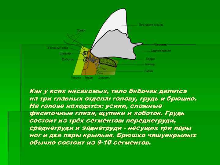 Как у всех насекомых, тело бабочек делится на три главных отдела: голову, грудь и