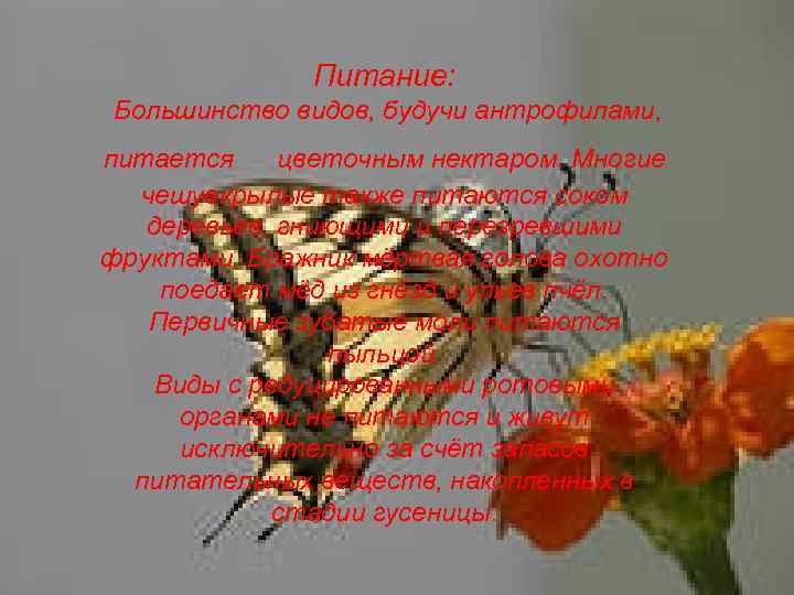 Питание: Большинство видов, будучи антрофилами, питается цветочным нектаром. Многие чешуекрылые также питаются соком деревьев,