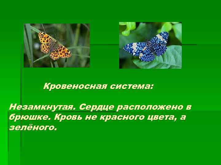 Особенности кровеносной системы насекомых. Кровеносная система бабочки. Кровеносная система чешуекрылых. Бабочка схема кровеносной системы. Незамкнутая кровеносная система у бабочки.