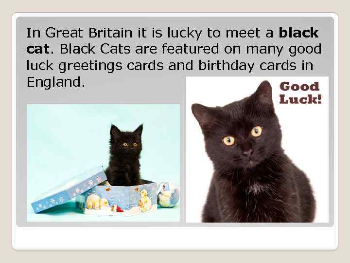 In Great Britain it is lucky to meet a black cat. Black Cats are