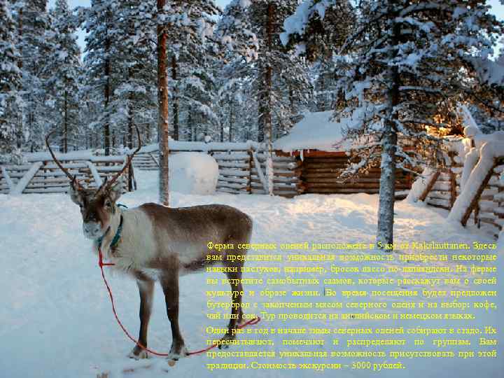 Ферма северных оленей расположена в 5 км от Kakslauttanen. Здесь вам представится уникальная возможность