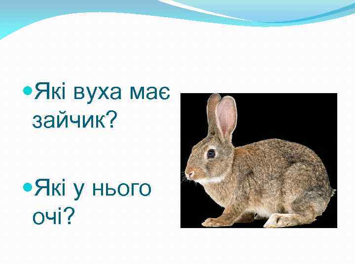  Які вуха має зайчик? Які у нього очі? 