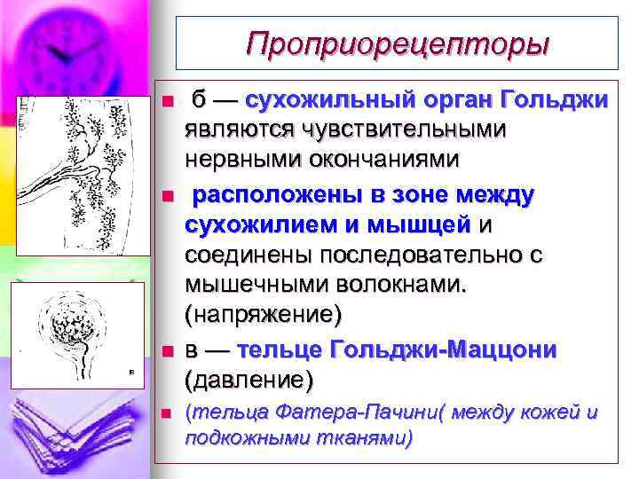 Проприорецепторы n n б — сухожильный орган Гольджи являются чувствительными нервными окончаниями расположены в