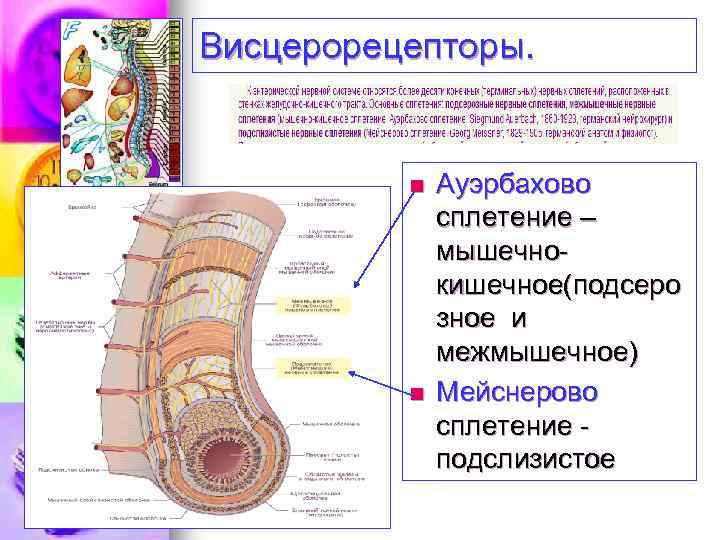 Какой самый чувствительный орган