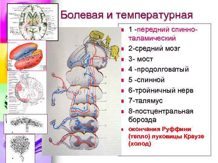 Болевая и температурная n n n n n 1 -передний спинноталамический 2 -средний мозг