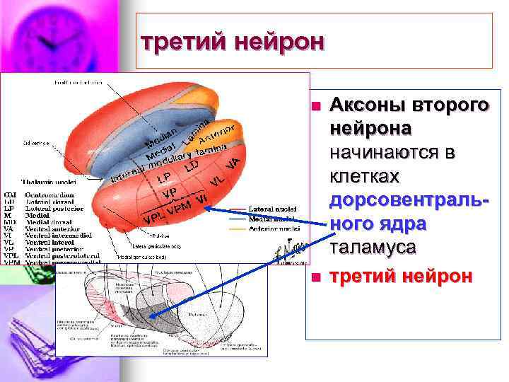 третий нейрон n n Аксоны второго нейрона начинаются в клетках дорсовентрального ядра таламуса третий