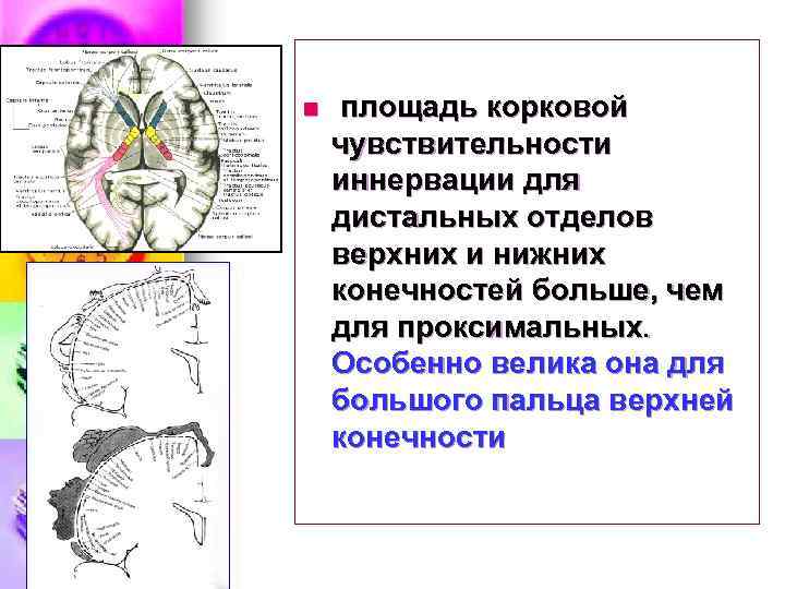 n площадь корковой чувствительности иннервации для дистальных отделов верхних и нижних конечностей больше, чем