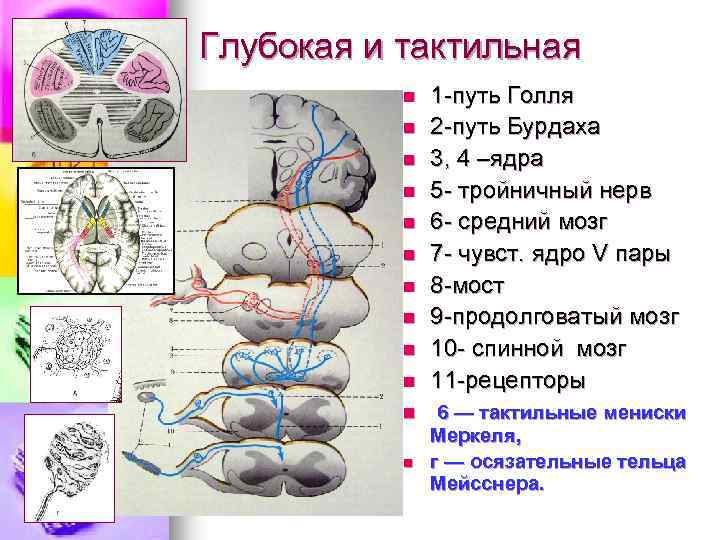 Глубокая и тактильная n n n 1 -путь Голля 2 -путь Бурдаха 3, 4