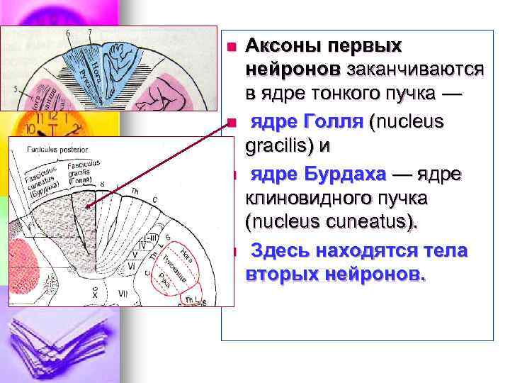 n n Аксоны первых нейронов заканчиваются в ядре тонкого пучка — ядре Голля (nucleus