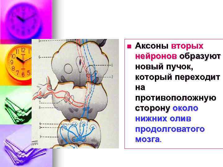 n Аксоны вторых нейронов образуют новый пучок, который переходит на противоположную сторону около нижних