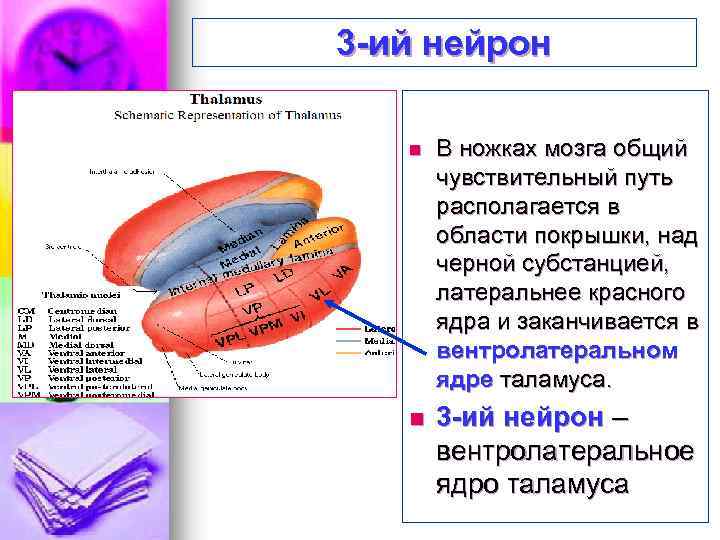 3 -ий нейрон n В ножках мозга общий чувствительный путь располагается в области покрышки,