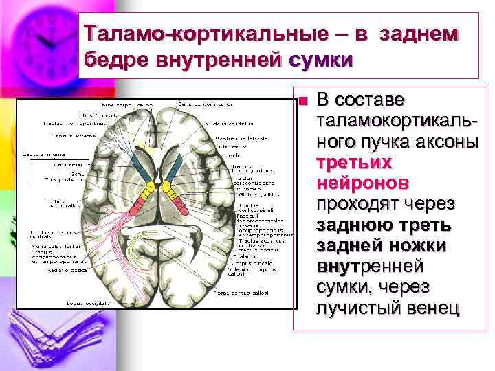 Таламо-кортикальные – в заднем бедре внутренней сумки n В составе таламокортикального пучка аксоны третьих