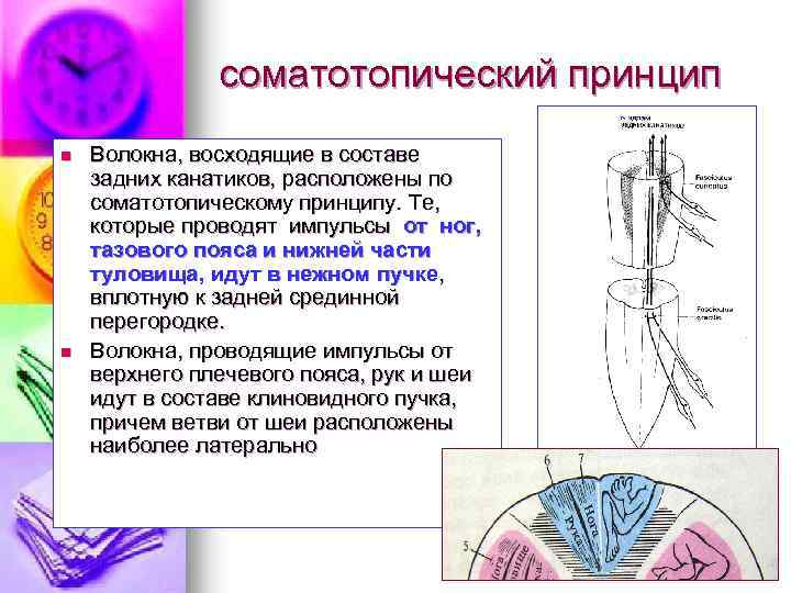 Повышение чувствительности органов