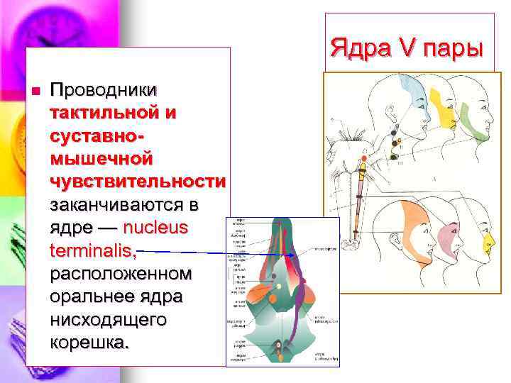 Ядра V пары n Проводники тактильной и суставномышечной чувствительности заканчиваются в ядре — nucleus