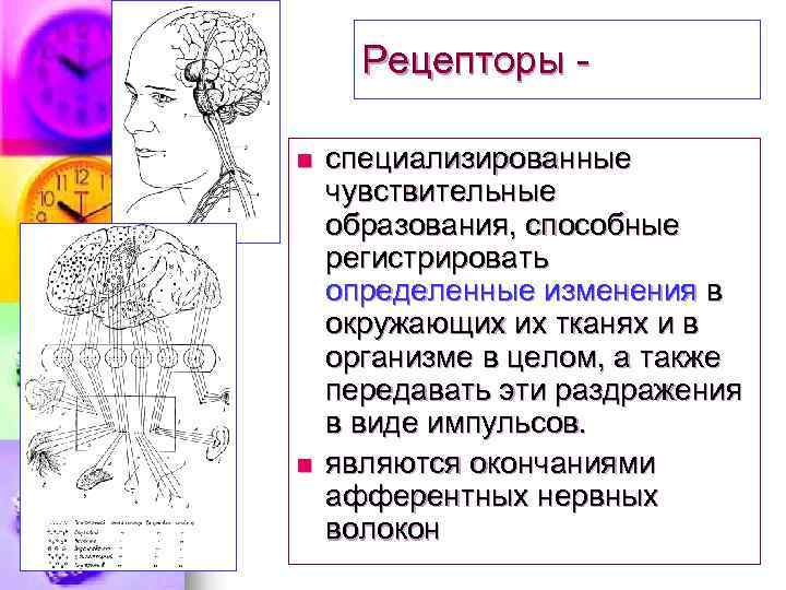 Рецепторы n n специализированные чувствительные образования, способные регистрировать определенные изменения в окружающих их тканях