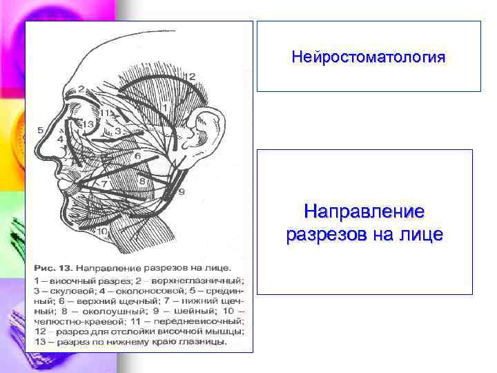 Нейростоматология Направление разрезов на лице 